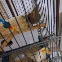 عروس هلندی|پرنده|بروجرد, |دیوار