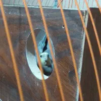 عروس هلندی نروماده مولد