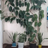 فروش گل فیکوس