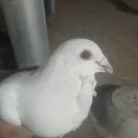 سفید سینه فر