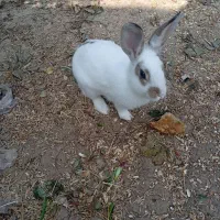 فروش فوری خرگوش|موش و خرگوش|خان ببین, |دیوار