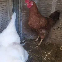 مرغ تخم گذار