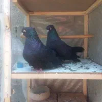 یک جفت زاغ کلاه دار