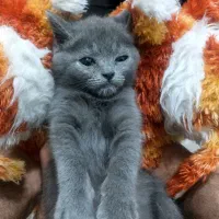 گربه اصیل طوسی|گربه|آمل, |دیوار