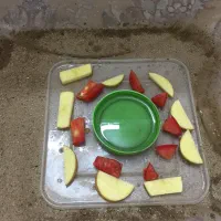 حلزون طبی آچاتینا آلبینو تراپی|خزنده|تهران, راه آهن|دیوار