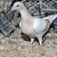 چنتا جوجه هیچ بند درجه یک|پرنده|برازجان, |دیوار