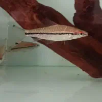 ماهی آکواریومی ردلاین