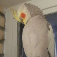 عروس هلندی|پرنده|تهران, شهرک محلاتی|دیوار