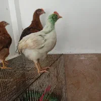 سه عدد جوجه خروس مشهد