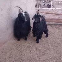 بزغاله دوبر جلو رو|حیوانات مزرعه|فرمهین, |دیوار