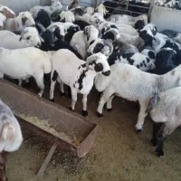 بره نر.وبره ماده