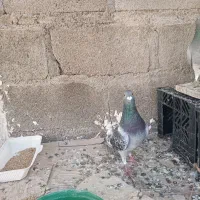 کفتر پلاکی|پرنده|گله دار, |دیوار