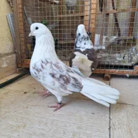 کبوتر جفت خاص|پرنده|رشت, کوی مهر|دیوار