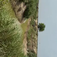 نخل و زمین