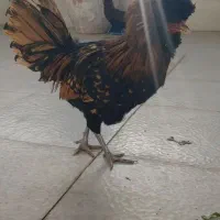 خروس.لهستانی.کوکو|حیوانات مزرعه|خمینی‌شهر, |دیوار