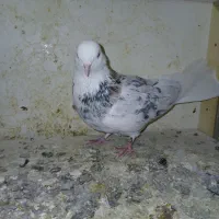 ۳ عددکبوتر|پرنده|ماهدشت, |دیوار