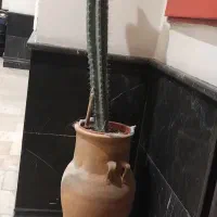 کاکتوس 1متری با گلدان