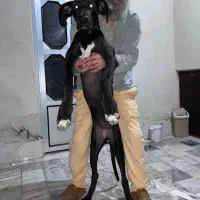 گریت دین ماده