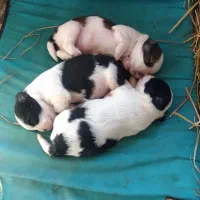 واگذاری غیر رایگان تعدادی پت