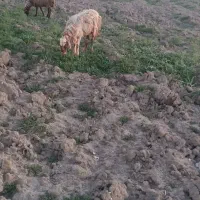 2راس میش آبستن بره شیشک