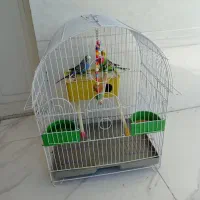 مرغ عشق نر و ماده