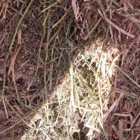 پرس یونجه|حیوانات مزرعه|گلپایگان, |دیوار