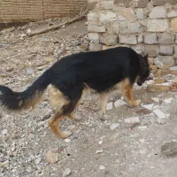 ژرمن شپرد|سگ|قصرشیرین, |دیوار