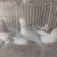 صید بوم بلند