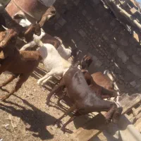 خرمشهر|حیوانات مزرعه|باوی, |دیوار