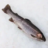 ماهی قزل آلا مستقیم از استخر پرورش ماهی