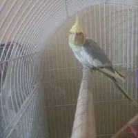 عروس هلندی مولد