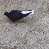 کبوتر دم سفید