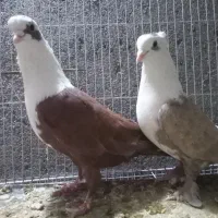 کفترجفتگاه وپرشی