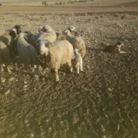 میش درجه یک|حیوانات مزرعه|مرودشت, نقش رستم|دیوار