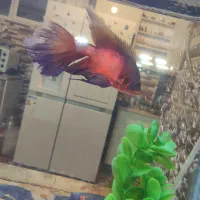 3عدد ماهی اسکار باله بلند تزیینی|ماهی|کشکسرای, |دیوار