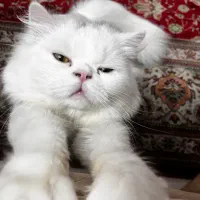 واگذاری گربه پرشین با کلیه وسایل|گربه|قزوین, |دیوار