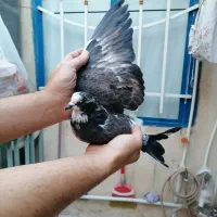2 تا کفتر پرشی