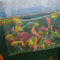 ماهی گوپی آکواریوم زبرا کالر پنگوسی