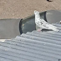 کفتر یا کبوتر