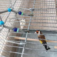 سره شین خون یه وجبی