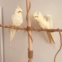 عروس هلندی دستی و سخنگو