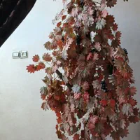 درخت تزئنی انگور