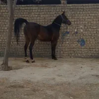 استثنایی ترین‌مادیان‌|اسب و تجهیزات اسب‌سواری|تهران, آرژانتین|دیوار