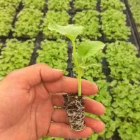 ،نشا،ملون خربزه گوجه هندوانه بادمجان فلفل