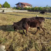 یک راس تلم محلی|حیوانات مزرعه|عباسآباد, |دیوار