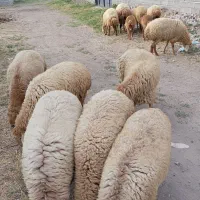 گوسفند مغانی درجه یک همشون شیشک