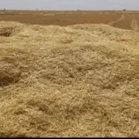 کاه دیم گندم