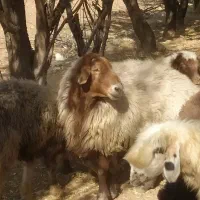 قوچ افشار|حیوانات مزرعه|خانمیرزا, |دیوار