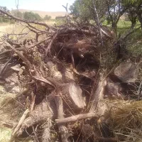 چوب کنده گردو