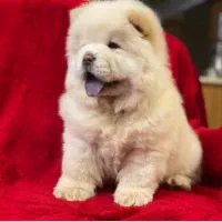 سگ چاو چاو توله..